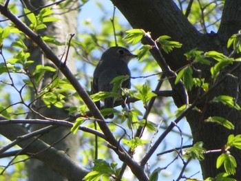 Asian Brown Flycatcher 海王バードパーク Thu, 5/4/2017