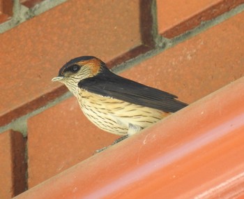 Red-rumped Swallow 兵庫県川西市 Fri, 5/5/2017