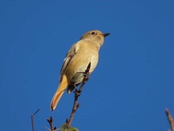 2021年10月30日(土) 勅使池(豊明市)の野鳥観察記録