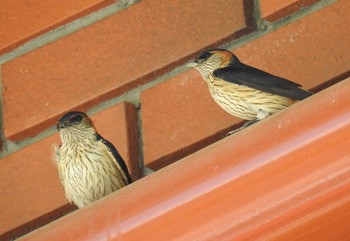 Red-rumped Swallow 兵庫県川西市 Fri, 5/5/2017