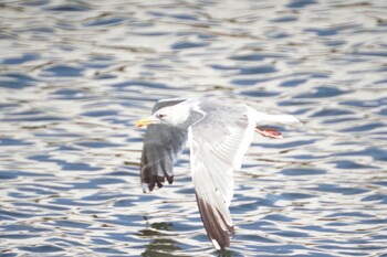 Common Gull 男里川 Sat, 10/30/2021