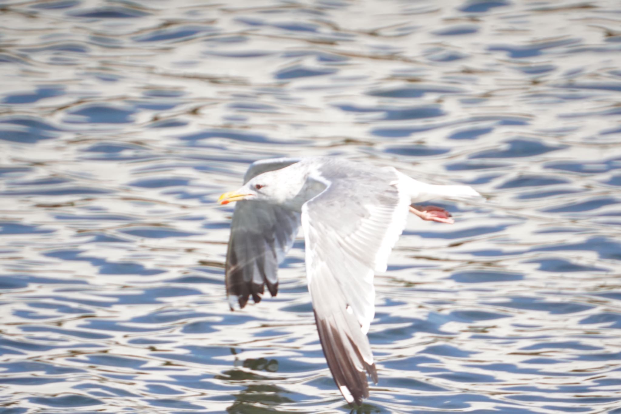 Photo of Common Gull at 男里川 by 杏仁豆腐