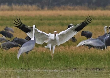 Siberian Crane Izumi Crane Observation Center Sat, 10/30/2021