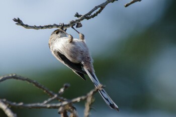 2021年10月30日(土) 新宿御苑の野鳥観察記録