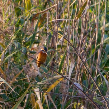 Common Kingfisher Unknown Spots Unknown Date