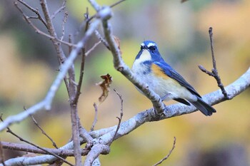 Sat, 10/30/2021 Birding report at Hakodateyama