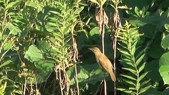 Styan's Grasshopper Warbler 三滝川 Thu, 10/14/2021