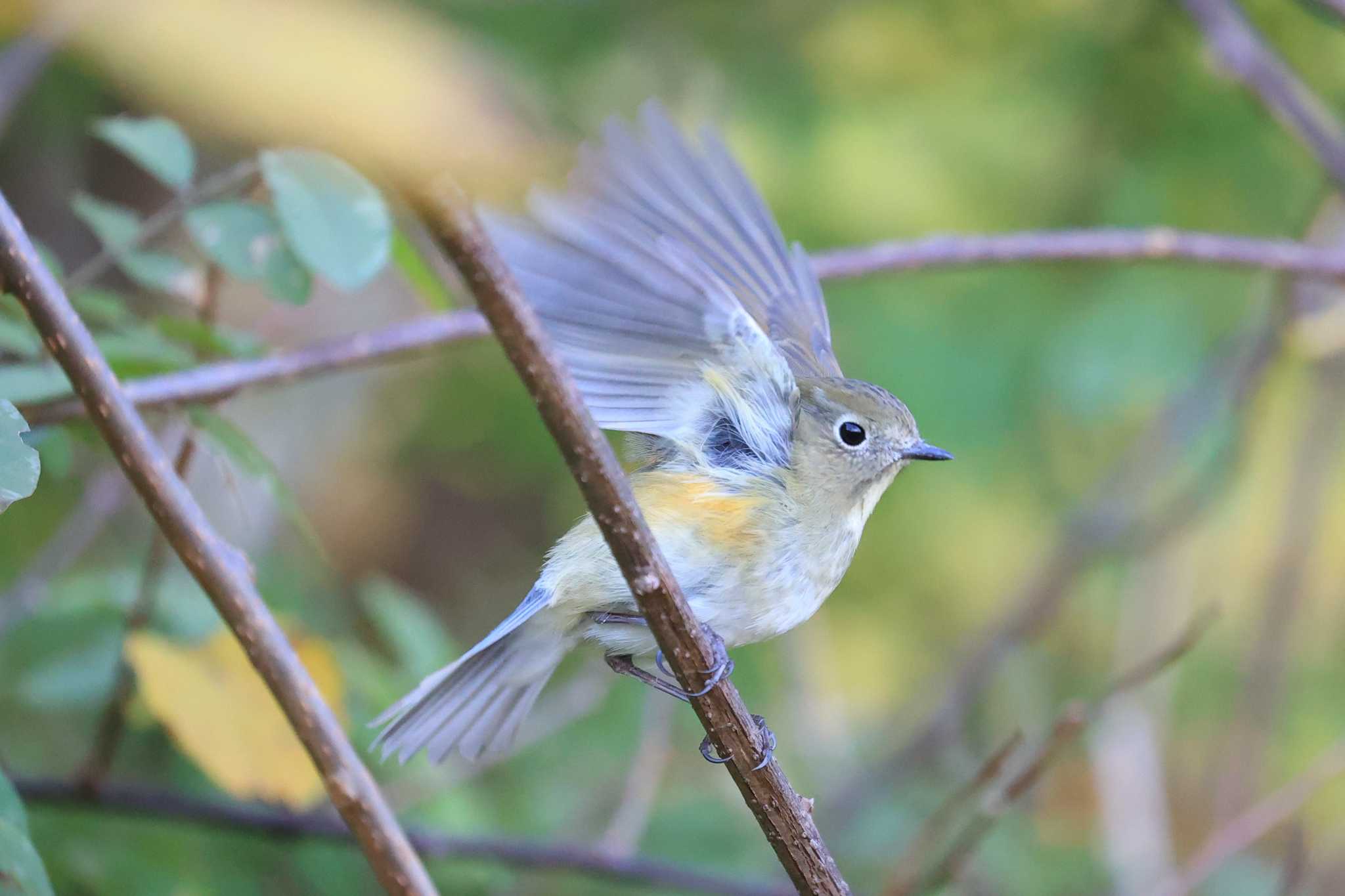 Red-flanked Bluetail