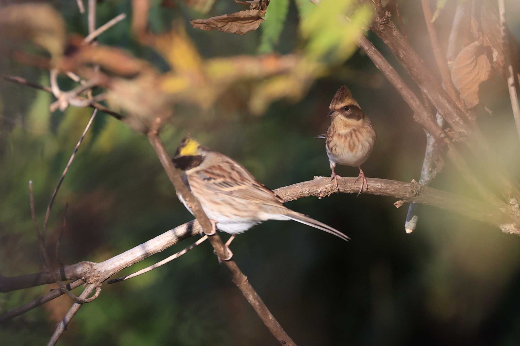 Yellow-throated Bunting