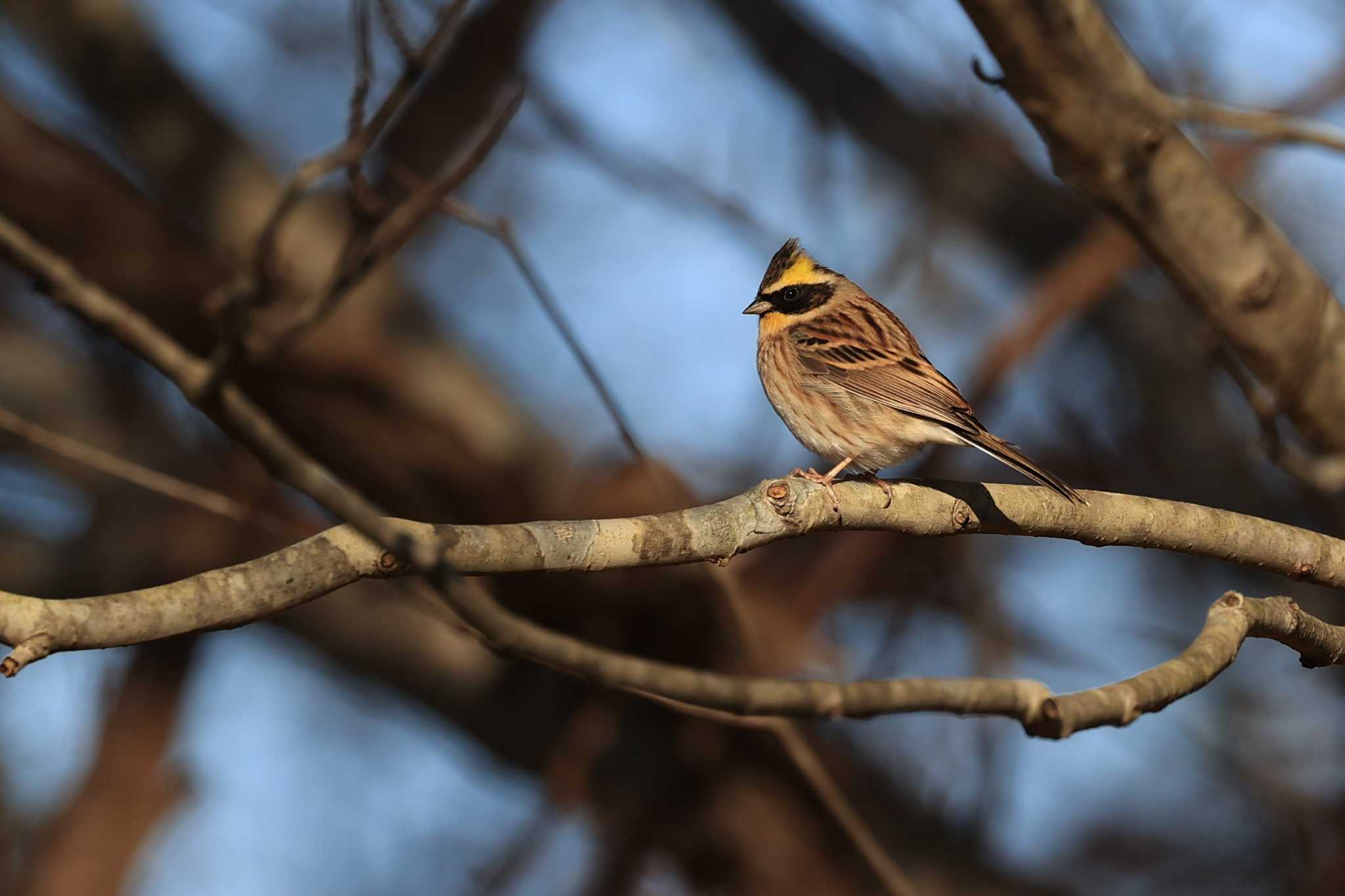 Yellow-throated Bunting