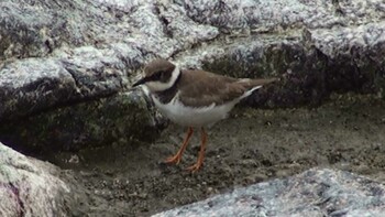 Common Ringed Plover 三重県伊勢市五十鈴川 Mon, 1/11/2021