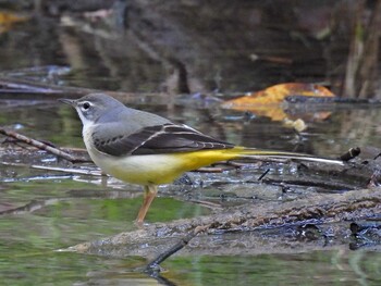 Grey Wagtail 河跡湖公園 Sat, 10/30/2021