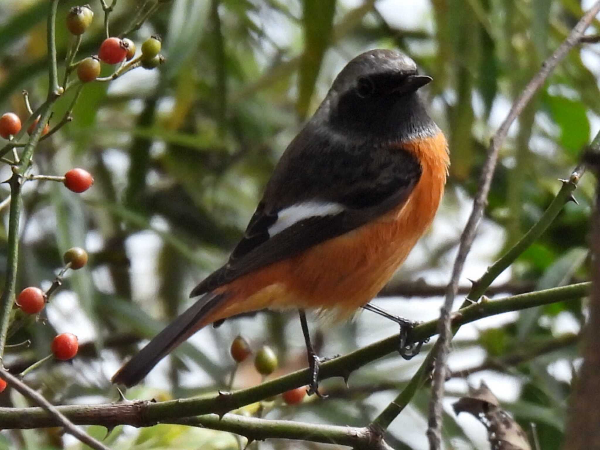 Photo of Daurian Redstart at 河跡湖公園 by 寅次郎