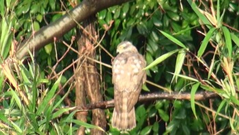 Eurasian Goshawk 三重県 Mon, 3/29/2021