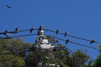 カワラバト 大楠山ハイキングコース 2021年10月30日(土)