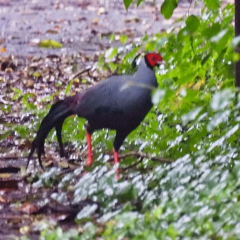 Siamese Fireback Sakaerat Environmental Research Station Thu, 10/28/2021