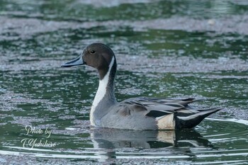 2021年10月30日(土) 東大阪市の野鳥観察記録