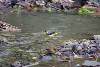 2021年10月30日(土) 大楠山ハイキングコースの野鳥観察記録