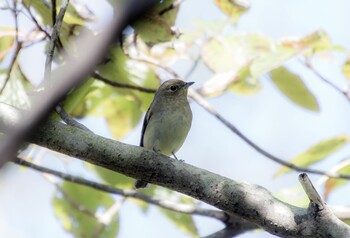 キビタキ 井頭公園 2021年10月21日(木)