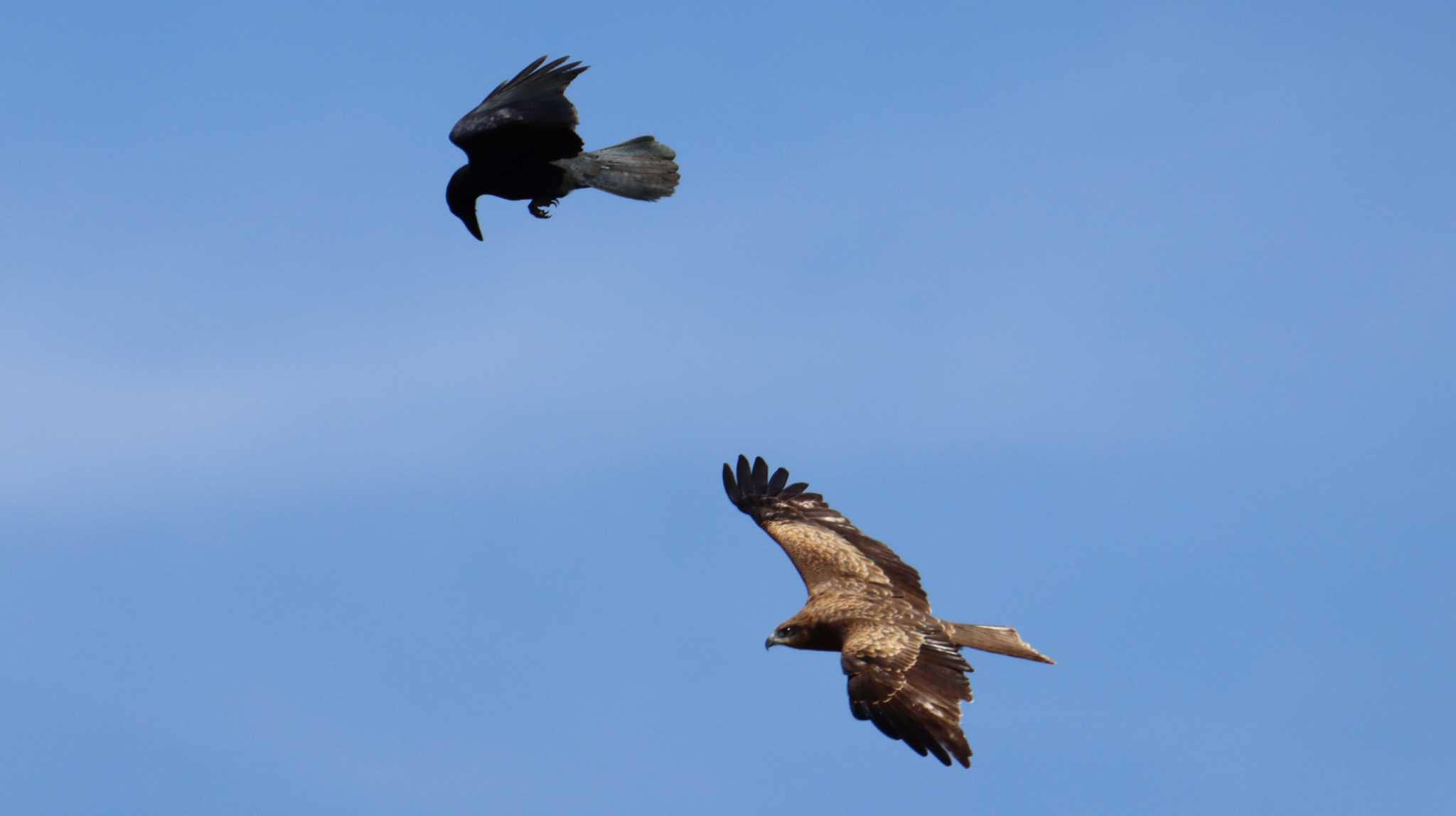 トビとカラスの対決