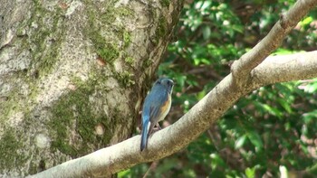 Red-flanked Bluetail Forest Park of Mie Prefecture Sun, 4/11/2021