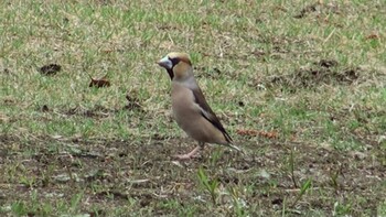 Hawfinch 三重県 Sat, 4/3/2021