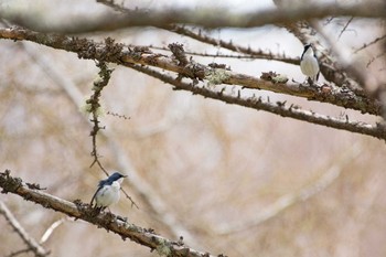 Siberian Blue Robin 長野県 Thu, 5/4/2017