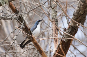 Siberian Blue Robin 長野県 Thu, 5/4/2017