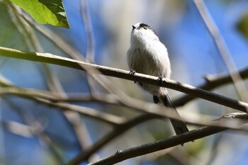 Long-tailed Tit 井頭公園 Sat, 10/23/2021