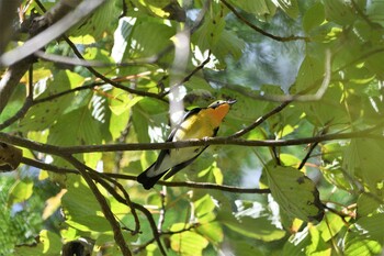 Narcissus Flycatcher 井頭公園 Sat, 10/23/2021