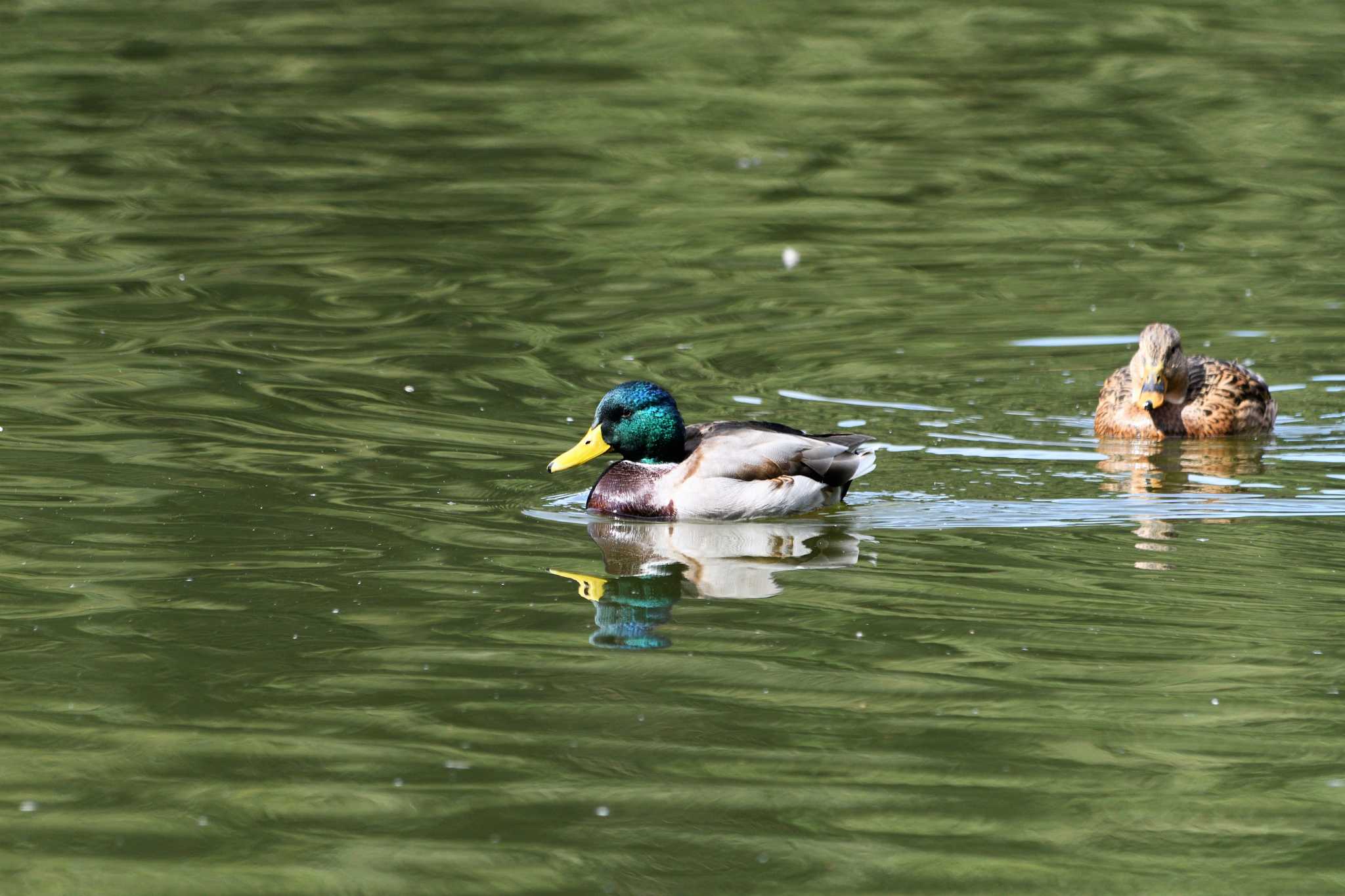 井頭公園 マガモの写真