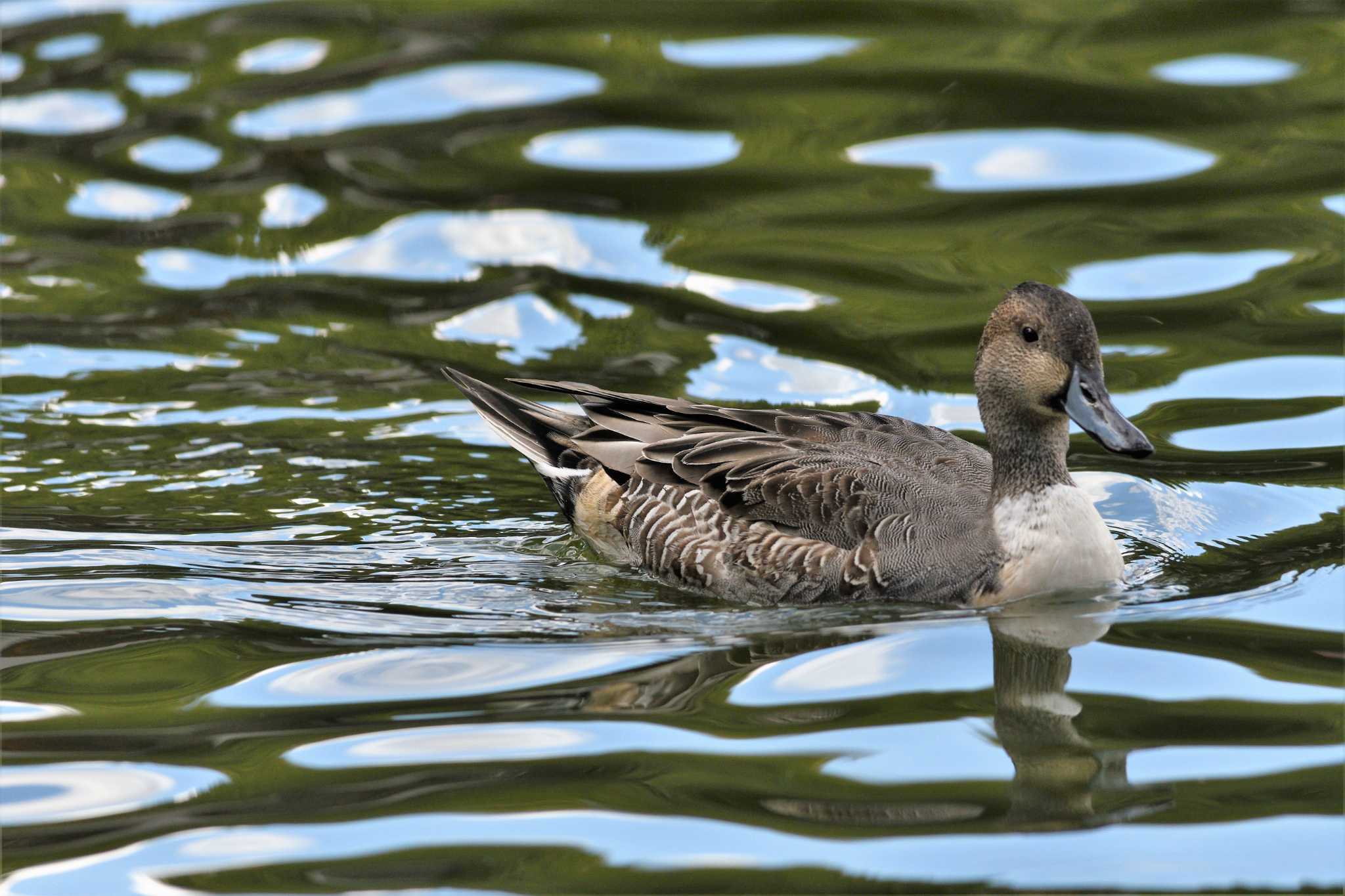 井頭公園 オナガガモの写真