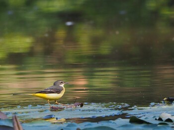 キビタキ 秋ヶ瀬公園(ピクニックの森) 2021年10月30日(土)