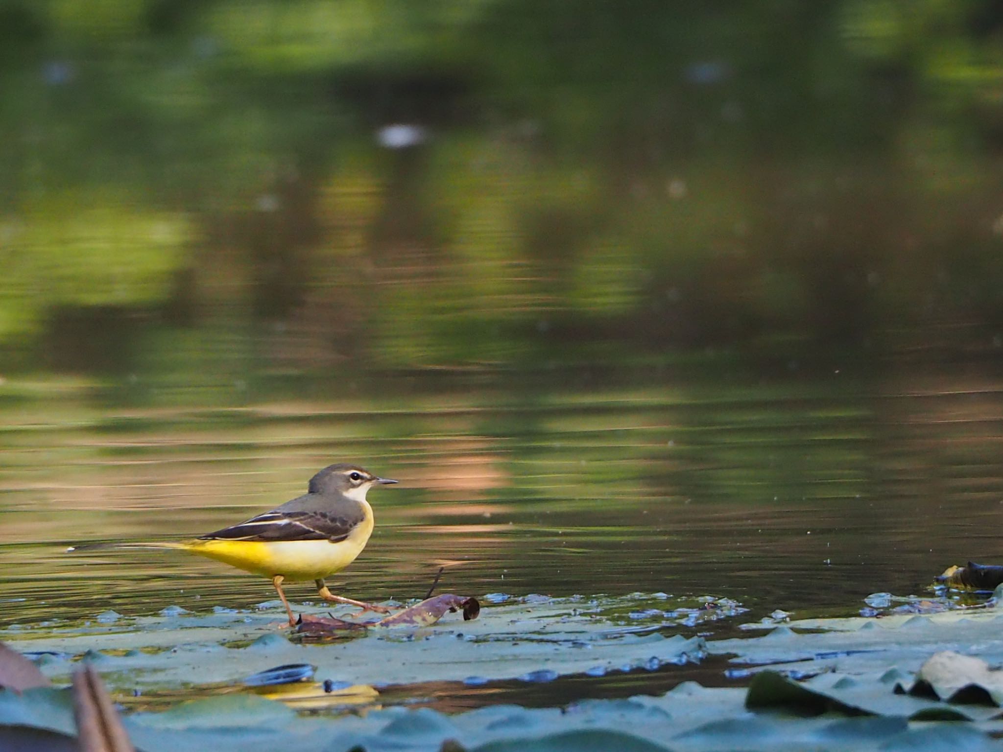 秋ヶ瀬公園(ピクニックの森) キビタキの写真