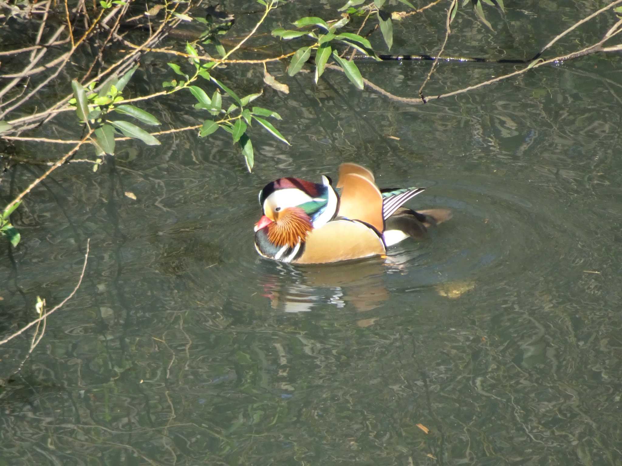 奈良山公園 オシドリの写真