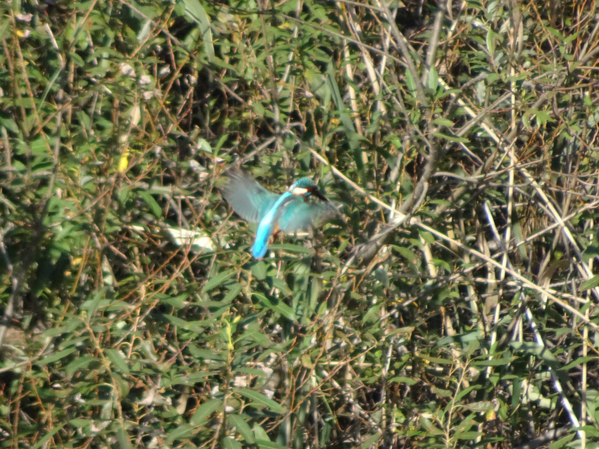 奈良山公園 カワセミの写真