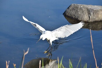 コサギ 久宝寺緑地公園 2021年10月30日(土)