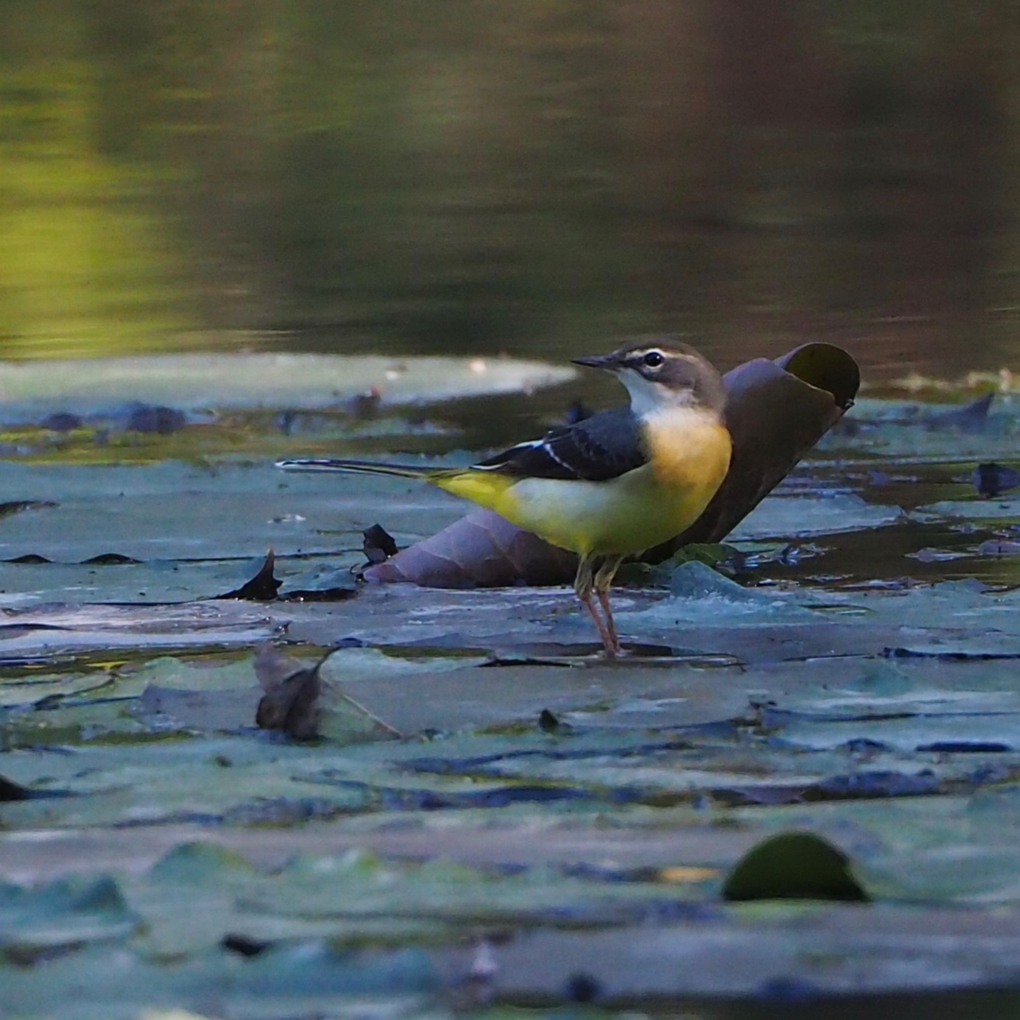 秋ヶ瀬公園 キセキレイの写真