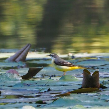 2021年10月30日(土) 秋ヶ瀬公園の野鳥観察記録