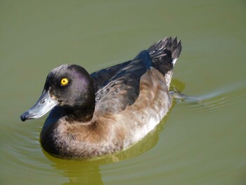 2021年10月30日(土) 京都府の野鳥観察記録