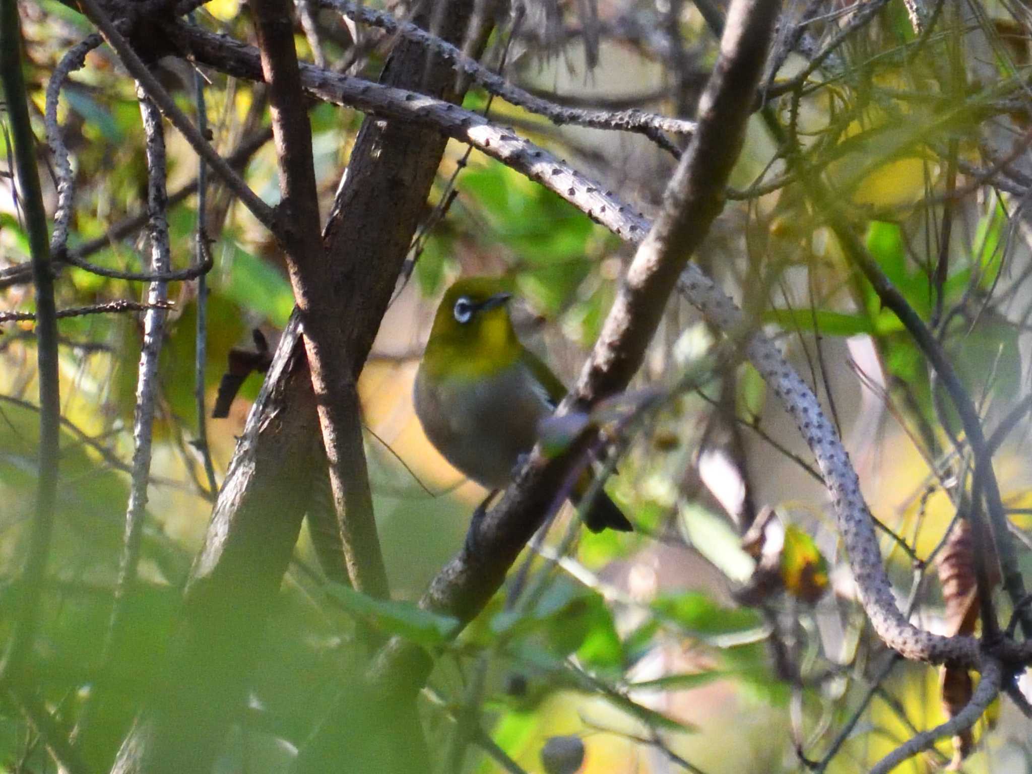 Photo of Warbling White-eye at 小幡緑地 by よつくん