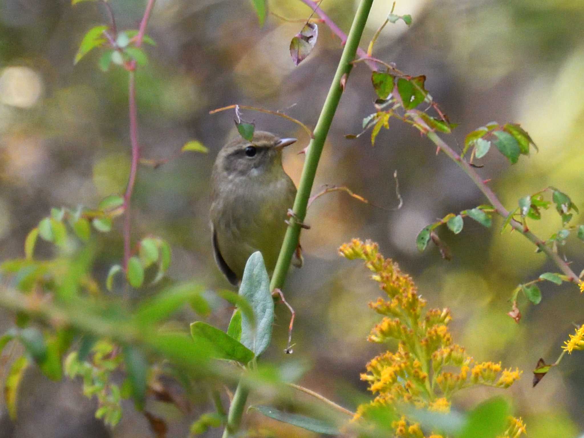 Photo of Japanese Bush Warbler at 小幡緑地 by よつくん