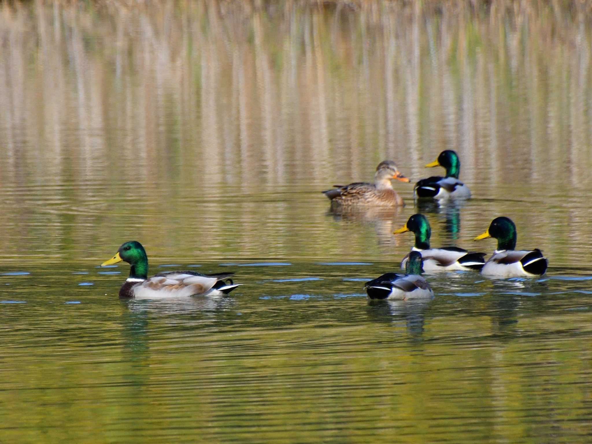 Photo of Mallard at 小幡緑地 by よつくん