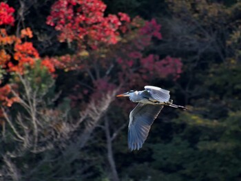 アオサギ 小幡緑地 2021年10月30日(土)