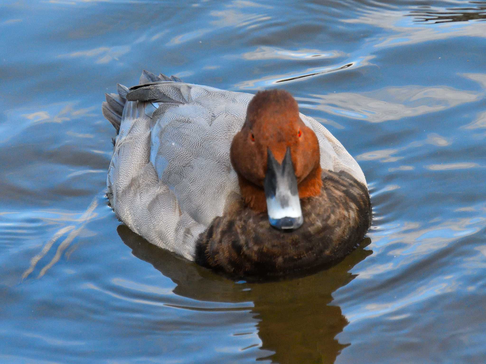 Photo of Common Pochard at 小幡緑地 by よつくん