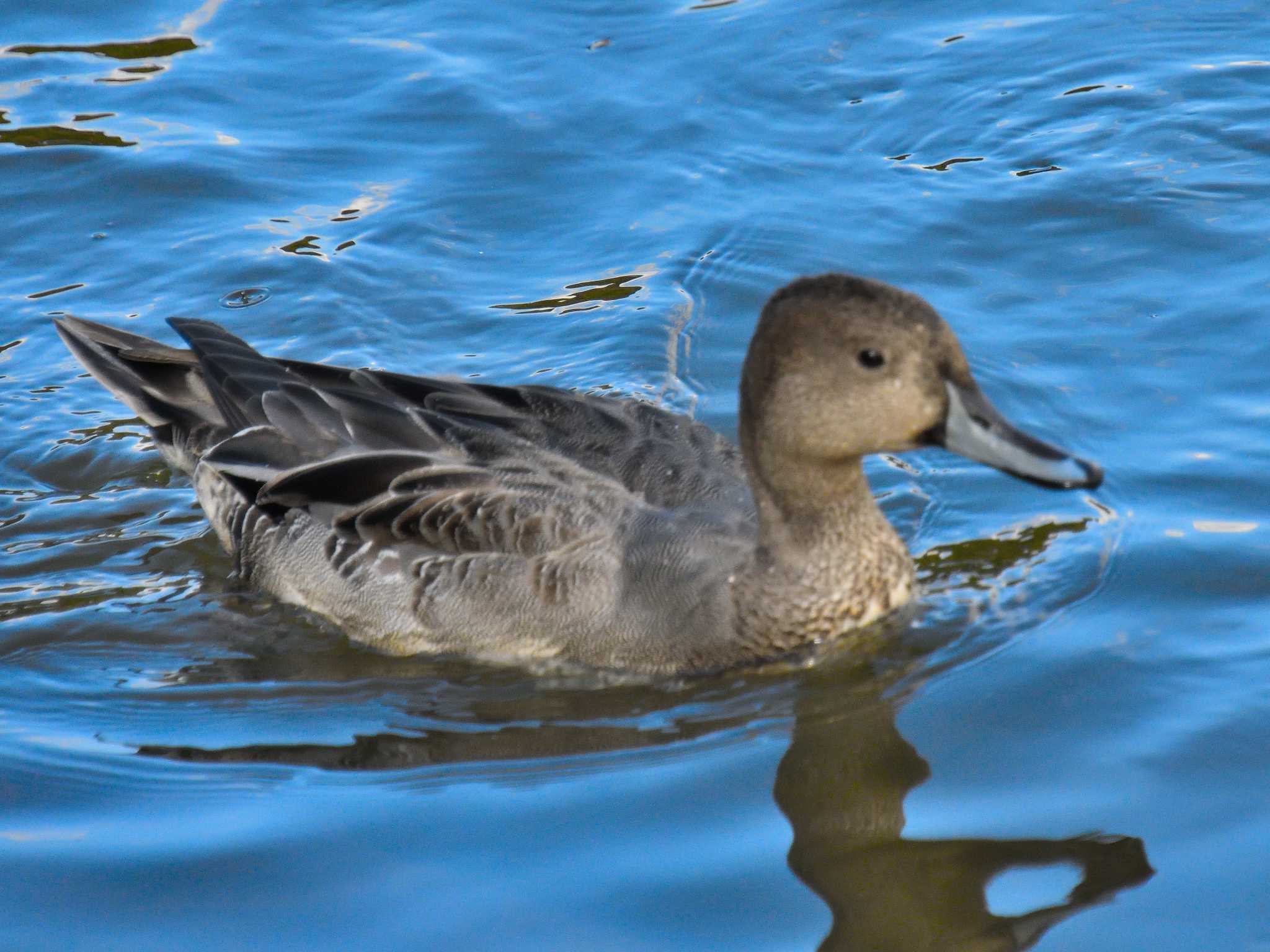 Photo of Northern Pintail at 小幡緑地 by よつくん