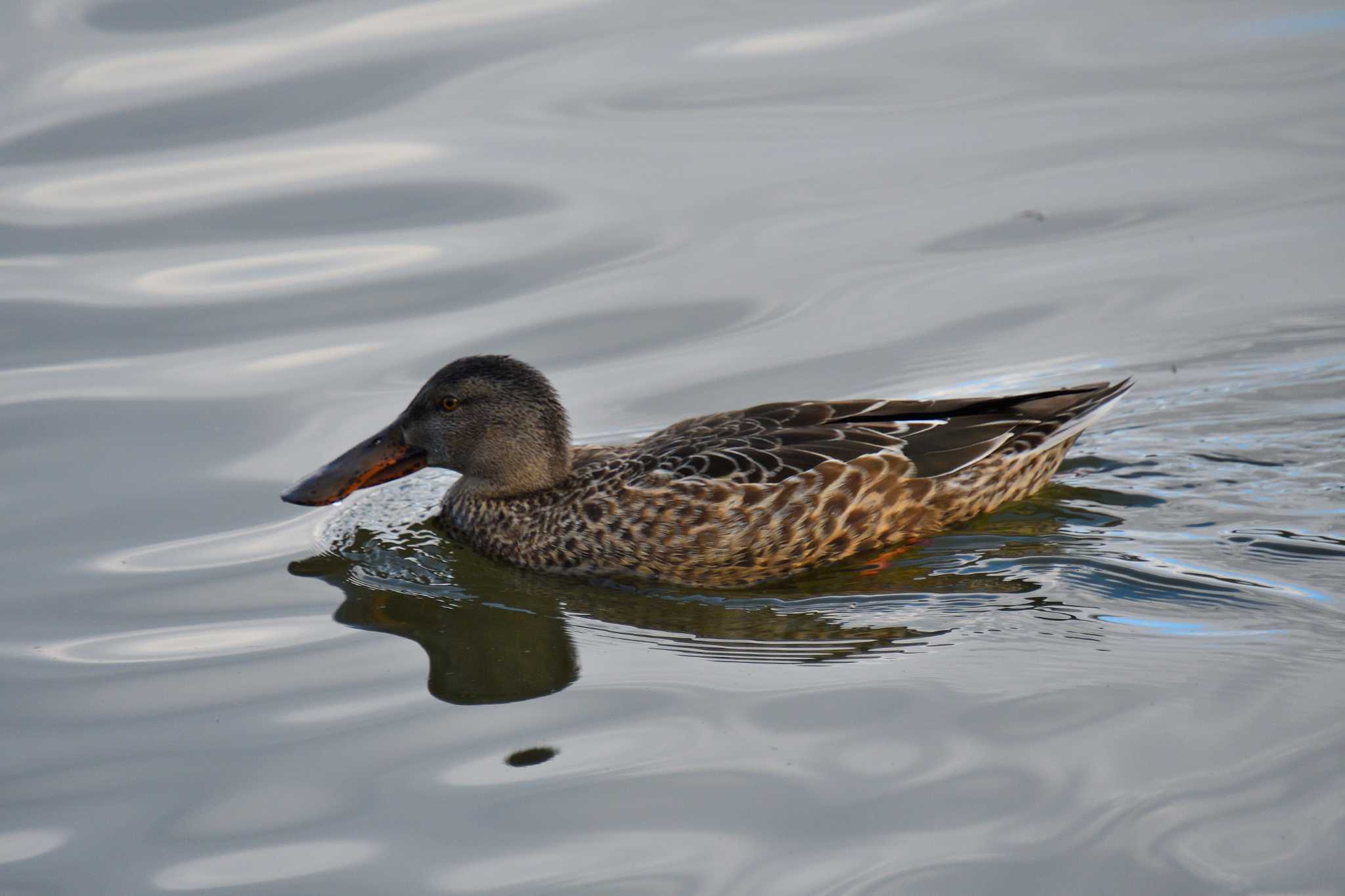 Photo of Northern Shoveler at 小幡緑地 by よつくん