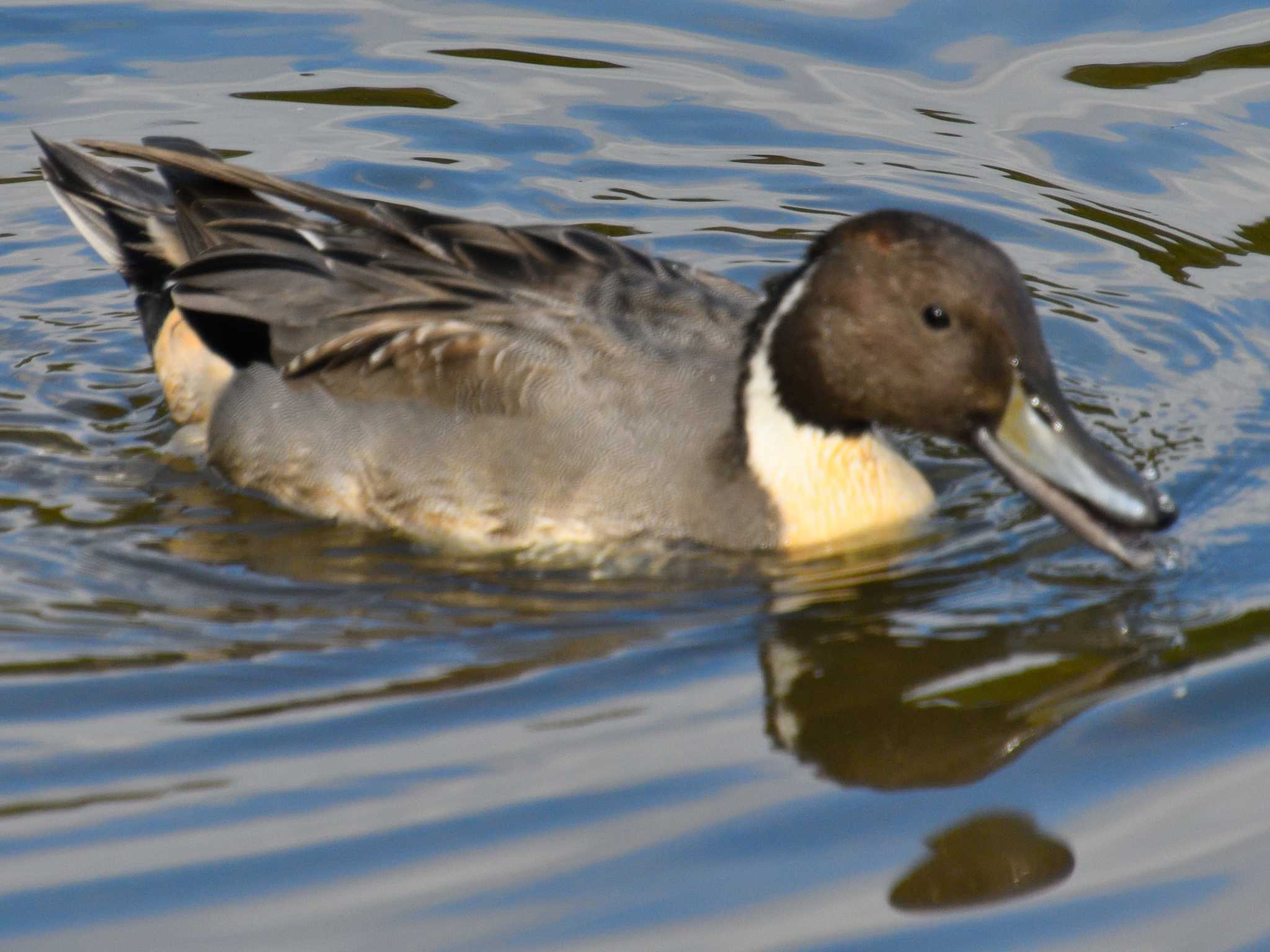 Photo of Northern Pintail at 小幡緑地 by よつくん