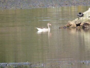 Greylag Goose 加古大池 Sat, 10/30/2021