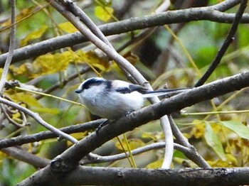 Long-tailed Tit 青森市野木和公園 Sat, 10/30/2021